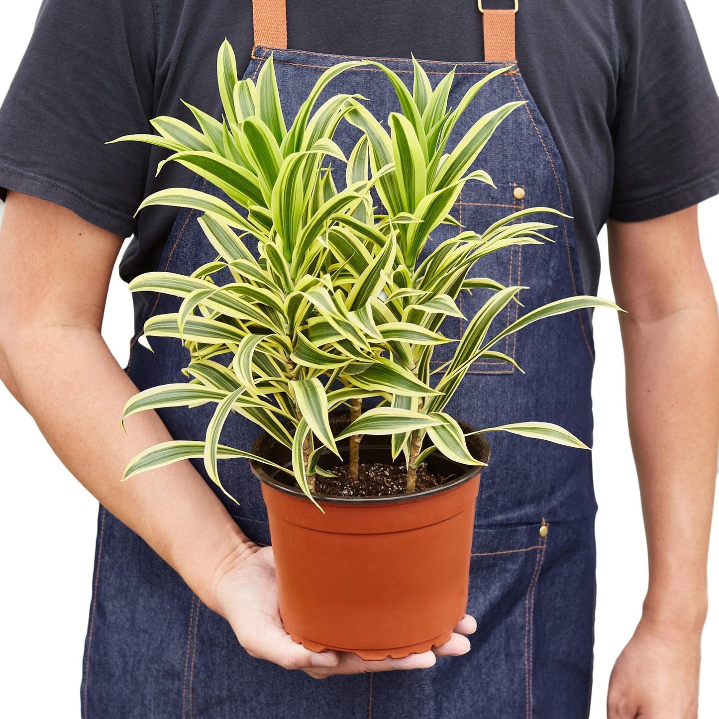 Dracaena 'Song of India' in 4in Pot - Live Plants Tropical Houseplants | Variegated | USA Growers | The Snobby Leaf