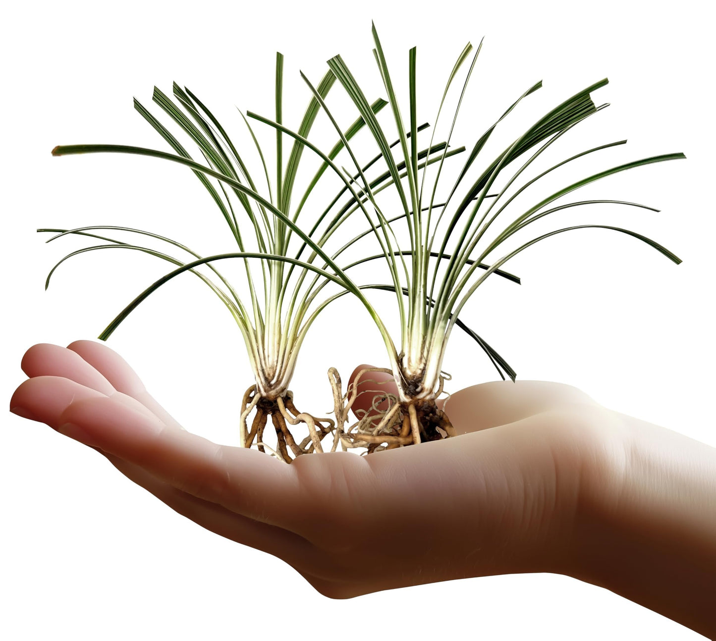 Aztec Grass | 40 Live Bare Root Pips | Liriope Muscari ‘Aztec Grass’ | Variegated Liriope | Ornamental Grass for Borders | Low Maintenance Ground Cover Plants