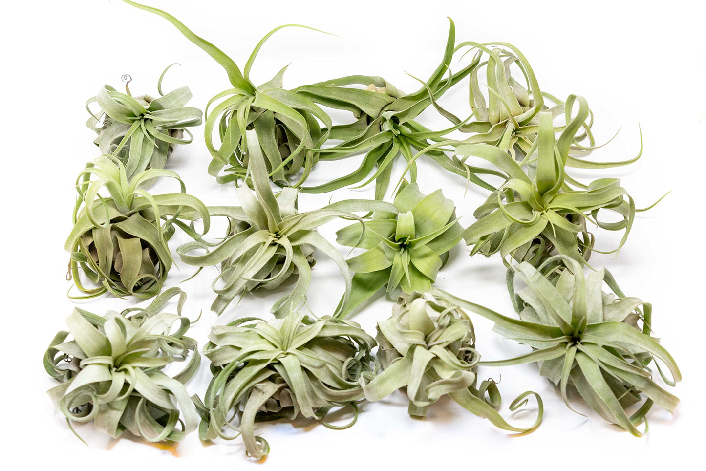 Medium Air Plants Streptophylla - Live Tillandsia Succulent House Plants - Available in Wholesale and Bulk - Home and Garden Decor - Easy Care Indoor and Outdoor Plant (Pack of 1)
