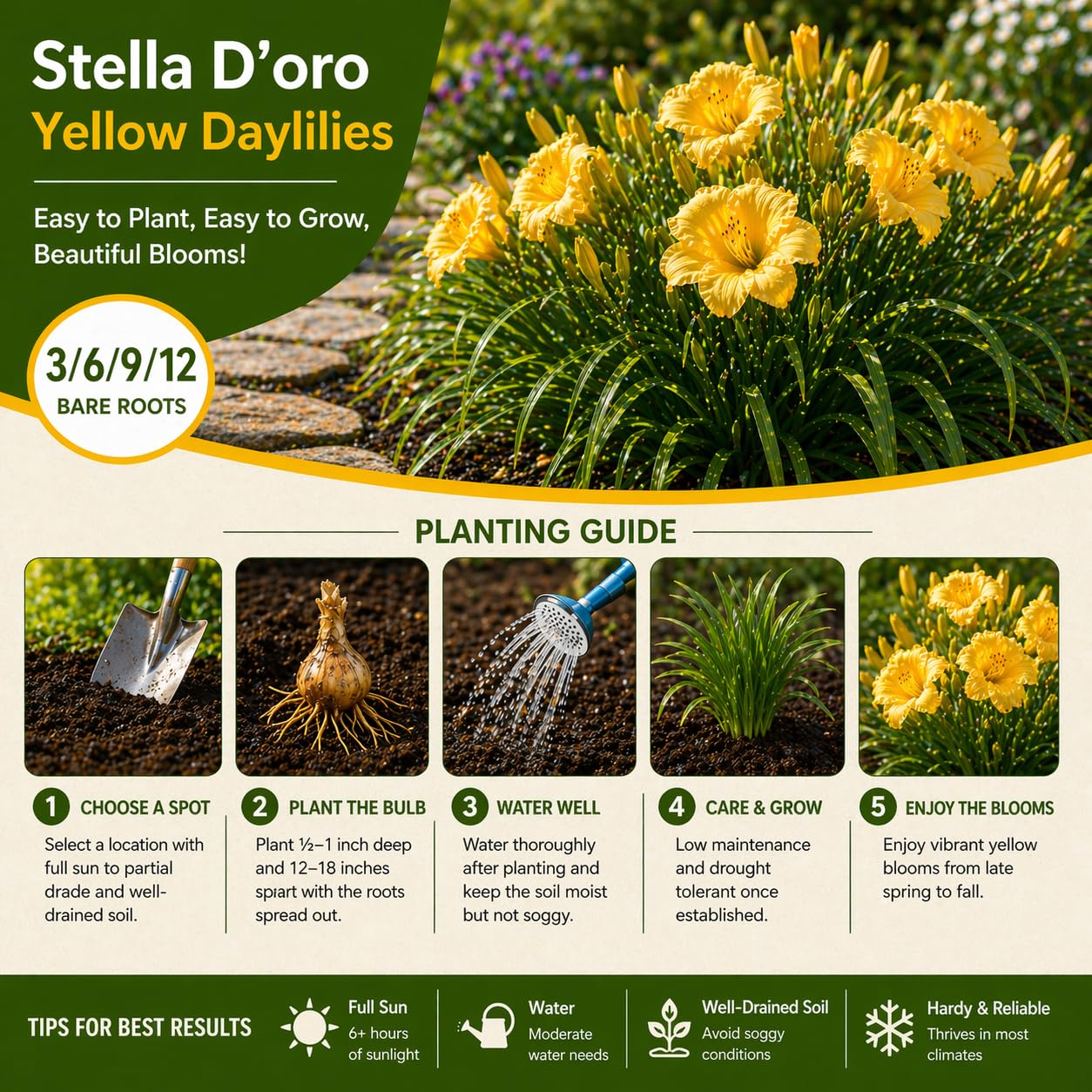 American Stella D’Oro Daylily Bare Roots – Perennial Hemerocallis for Spring Planting – Easy-to-Grow Outdoor Garden Flowers – Attracts Butterflies & Bees (3, Three Bare Roots)