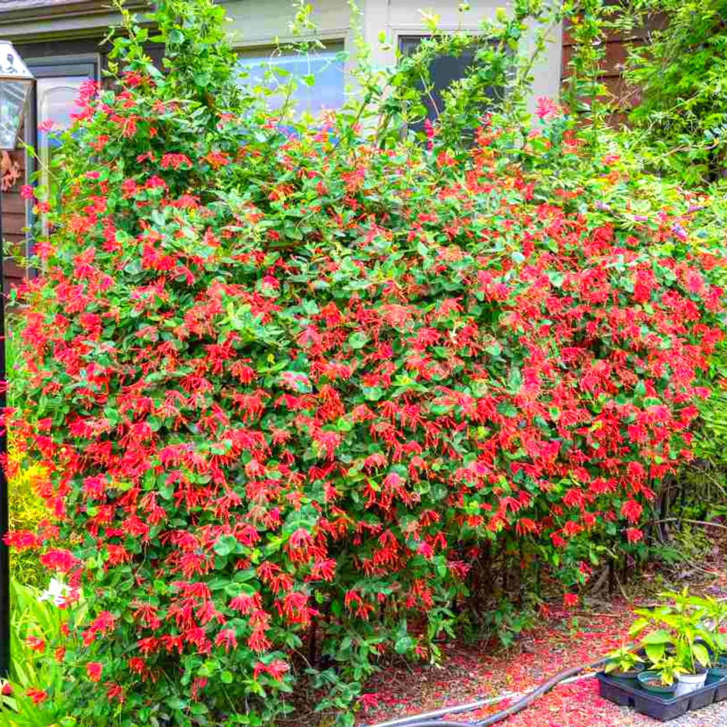 Fragrant Red Coral Honeysuckle Plants Live Vines, Perennial Lonicera Honeysuckle Plants, 5 to 9 Inches Tall