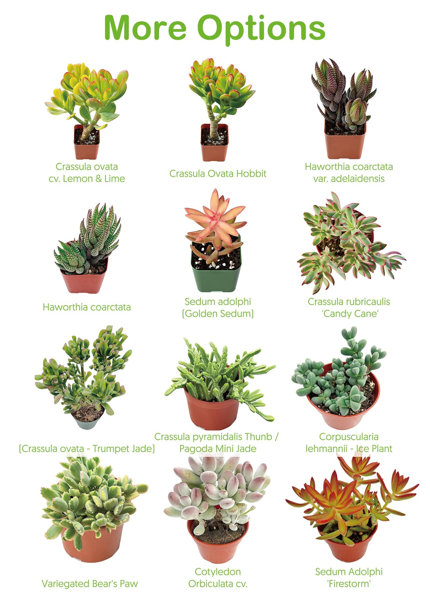 Live Succulent Plants Green Pagoda Mini Jade, Easy Care Potted Succulents in 4" Pots, Indoor Houseplant, Unique Gifts, Home Office Décor