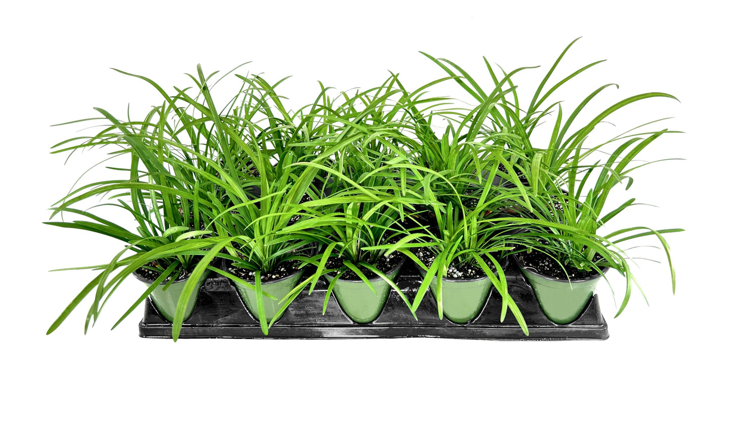 Liriope Big Blue | 5 Live 4 Inch Plants | Liriope muscari | Lavender Blue Flowers | Evergreen Ground Cover for Shade | Landscape Borders for Walkways and Beds