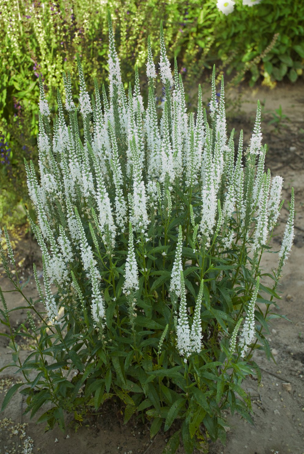 Live Plant from Green Promise Farms - Proven Winners, Veronica Magic Show 'White Wands' Spike Speedwell, White Flowers - #1 Gallon Size Container