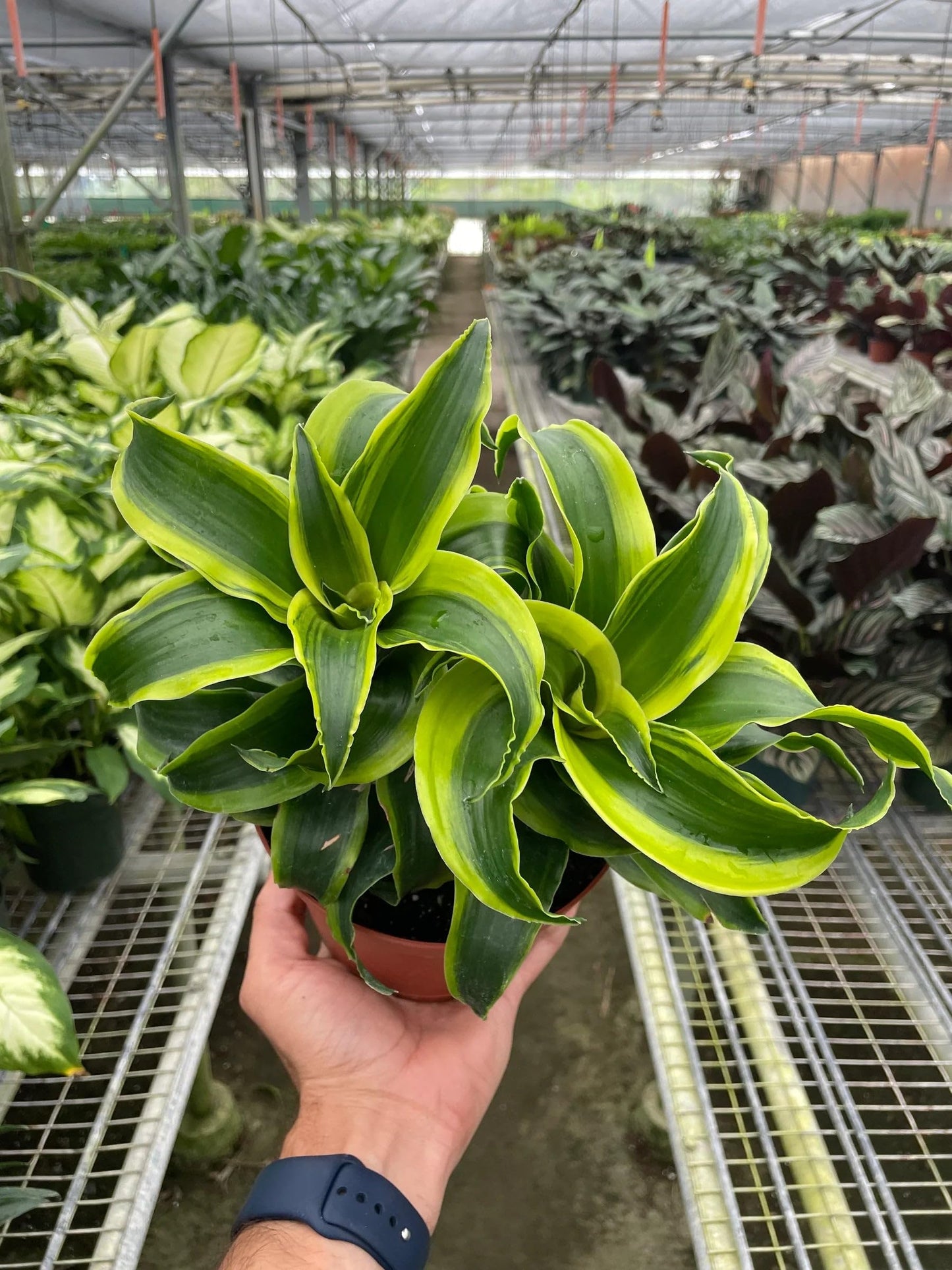 3 Pack Dracaena 'Tornado' in 6in Pot - Live Plants Tropical Houseplants | Variegated | USA Growers | The Snobby Leaf