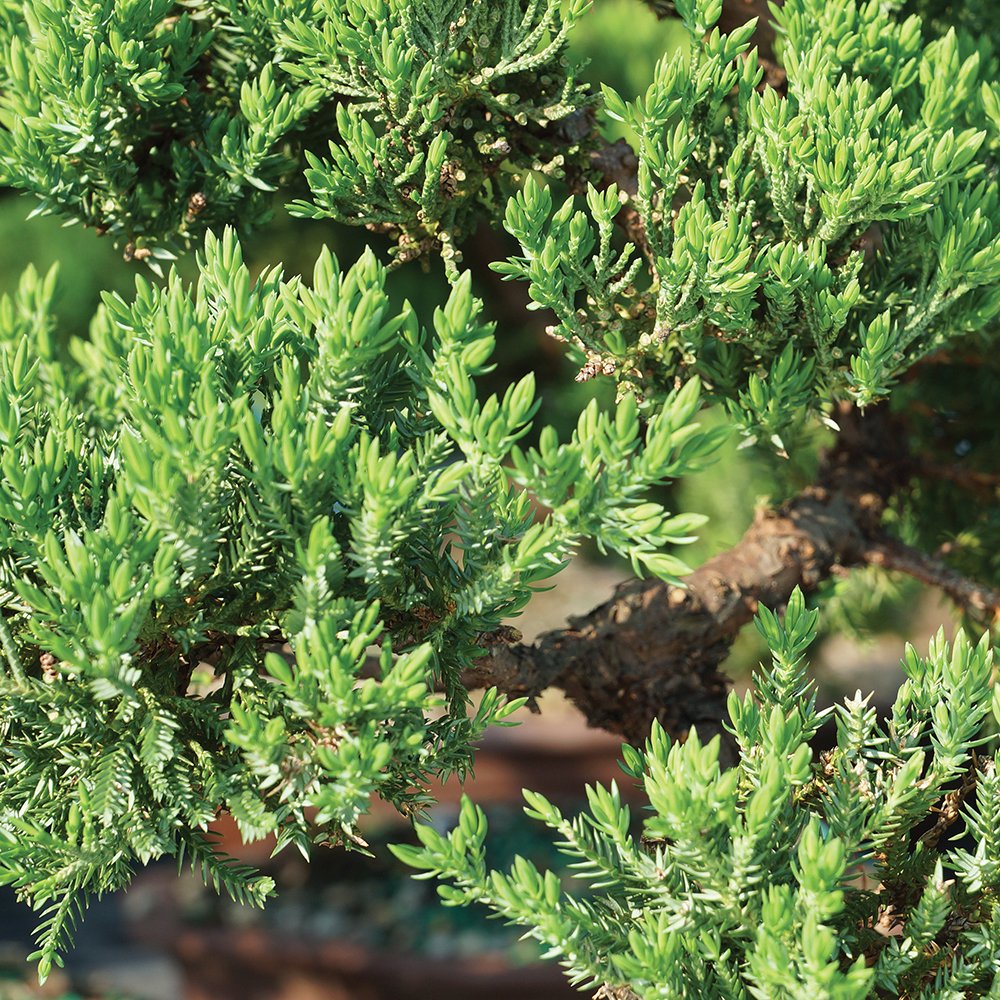 Brussel's Bonsai - Live Green Mound Juniper Bonsai Tree in Bonsai Pot, Outdoor Bonsai Tree Live Plant, 5 Years Old, 6-10 Inches Tall, Easy Care Evergreen Bonsai for Patio Garden Décor (Medium)