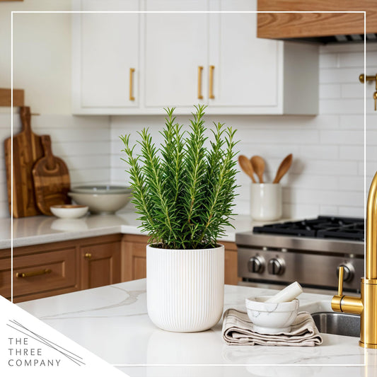 Live Aromatic and Edible Herb - Rosemary (4 Per Pack), Naturally Improves Breathing and Air Quality, 8" Tall by 3" Wide