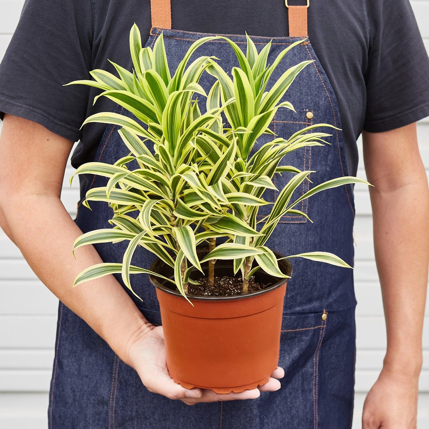 Dracaena 'Song of India' | Live Plant for Indoor & Outdoor | for Living Room, Office, Bathroom | (6" Pot, Black Cylinder)