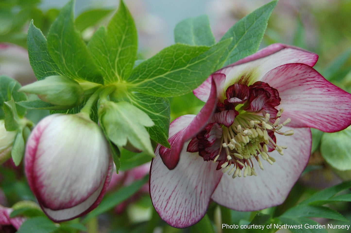Perennial Farm Marketplace Helleborus x Winter Jewels 'Cherry Blossom' (Lenten Rose) Perennial, 1 Quart, Red Flowers