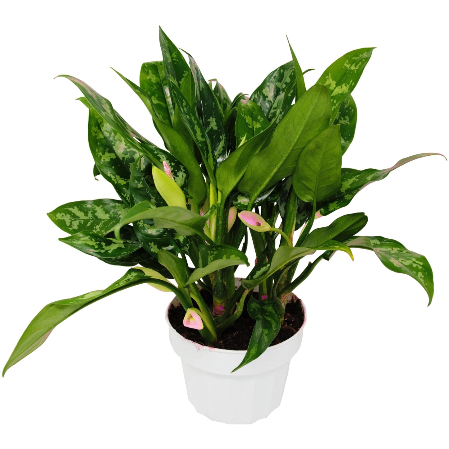 10 Pack Chinese Evergreen 'Maria' in 6in Pot - Live Tropical Houseplant - Easy to Grow | Air Purifying | Variegated | USA Growers | The Snobby Leaf