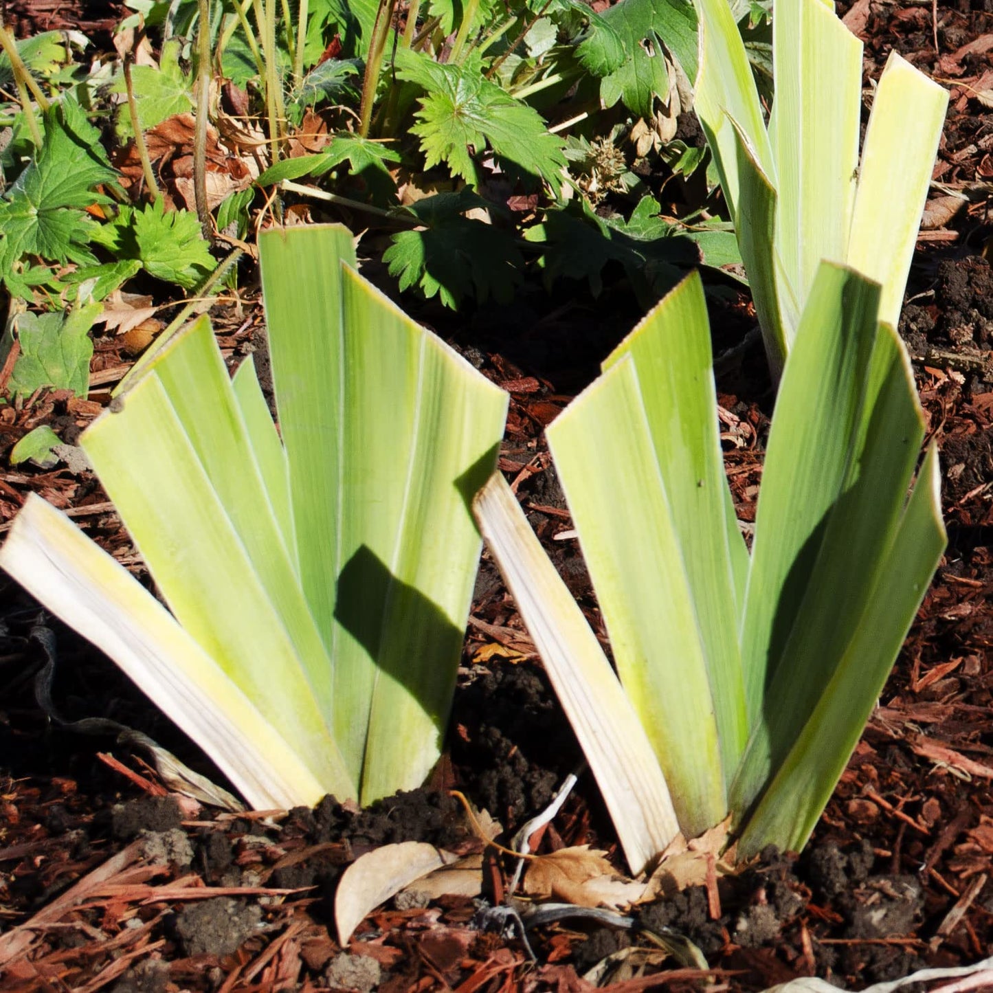Picasso Moon Bearded Iris Plant Potted, Large Yellow Flowers, Heavy Bloomer, Stargazer Perennials