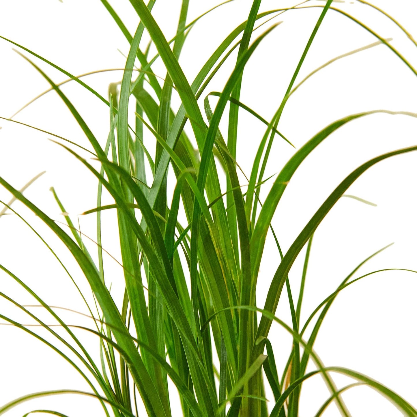 House Plant Shop | Ponytail Palm - 3" Pot | Live Indoor Plant | Free Care Guide