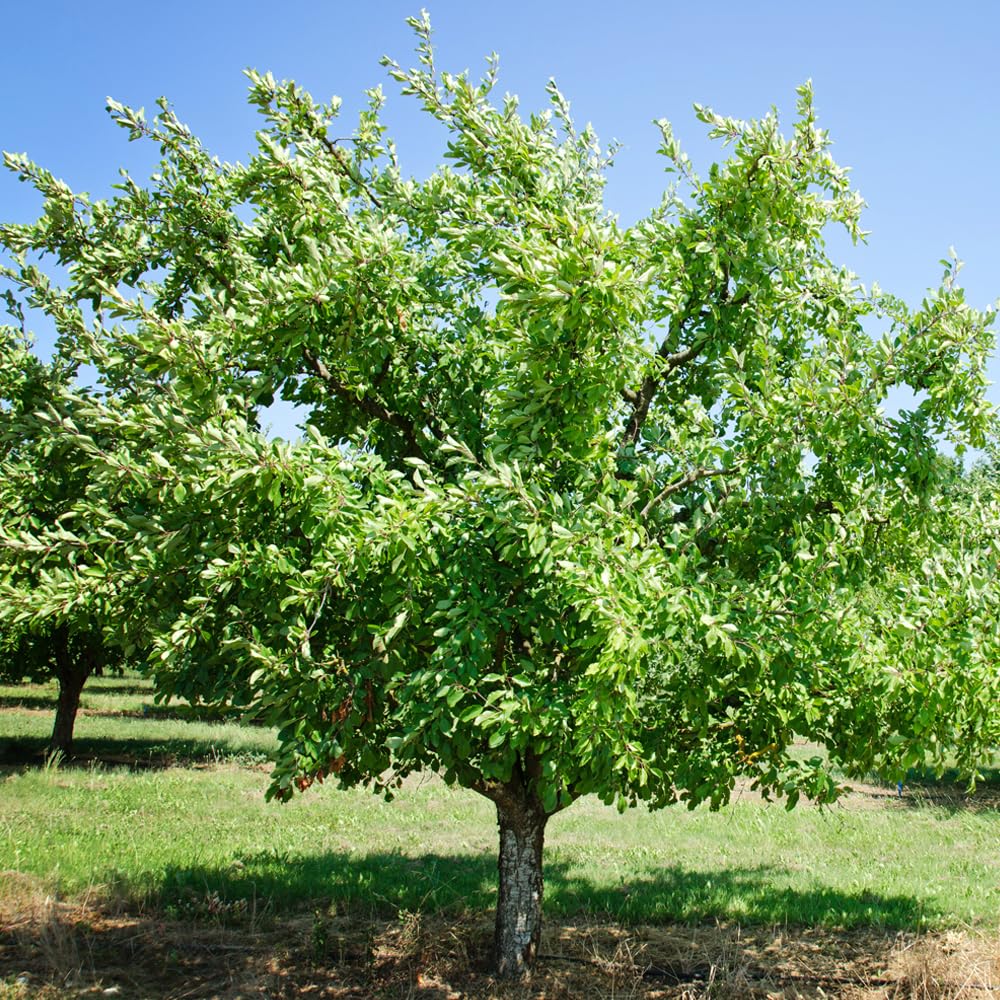 Green Gage Plum Tree, Sweet, Flavorful Plum with Green Skin and Mild, Honey-Like Flesh, 3-4 ft Tree Height, 7 gal. Grower Pot (Due to Agricultural Laws, we are Unable to Ship to CA, AZ, AK, or HI)