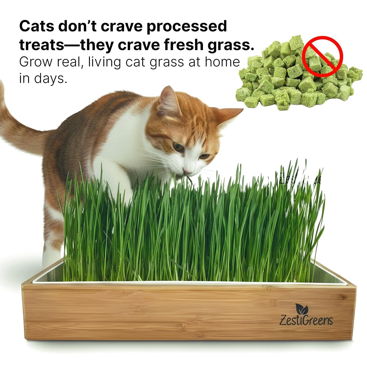 Self-Watering Cat Grass Kit – Grow Fresh, Living Cat Grass at Home in 5–7 Days | No Soil, No Mess | Organic Wheatgrass Seeds | Large Reusable Indoor Tray