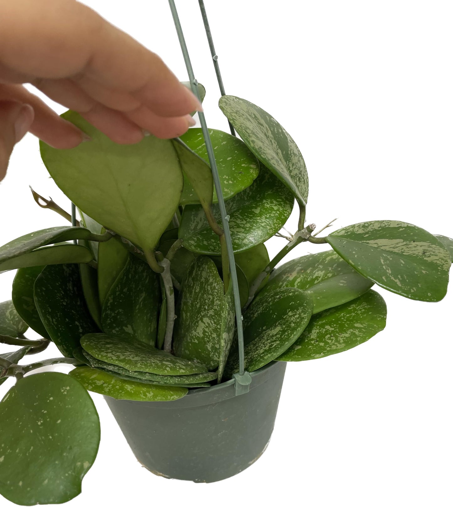 Hoya Obovata Spalsh Available in 2" Pot, 4" Pot, and 6" Hanging Pot Hoya Live Plants Live Houseplants California Seller (Multiple Plants, 6" Hanging Pot)
