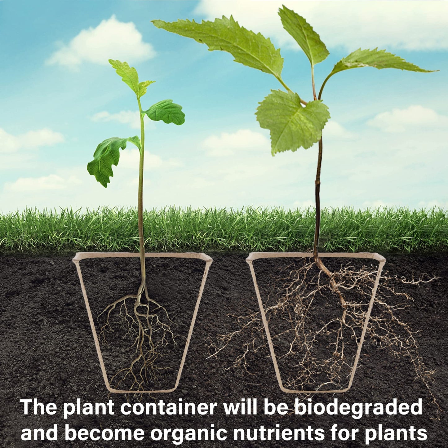 winemana Seed Starter Peat Pots,Biodegradable with Humidity Dome and Labels For Plant Nursery, Seedlings Planting For Indoor Outdoor Garden (Square)36 Set