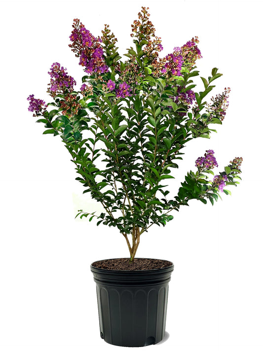 American Plant Exchange Miss Sandra Crape Myrtle Tree Live, 7-Gallon Pot, 2-3ft Tall, Vibrant Purple Flowers, Drought-Tolerant, Large Outdoor Landscape Accent, Year-Round Beauty