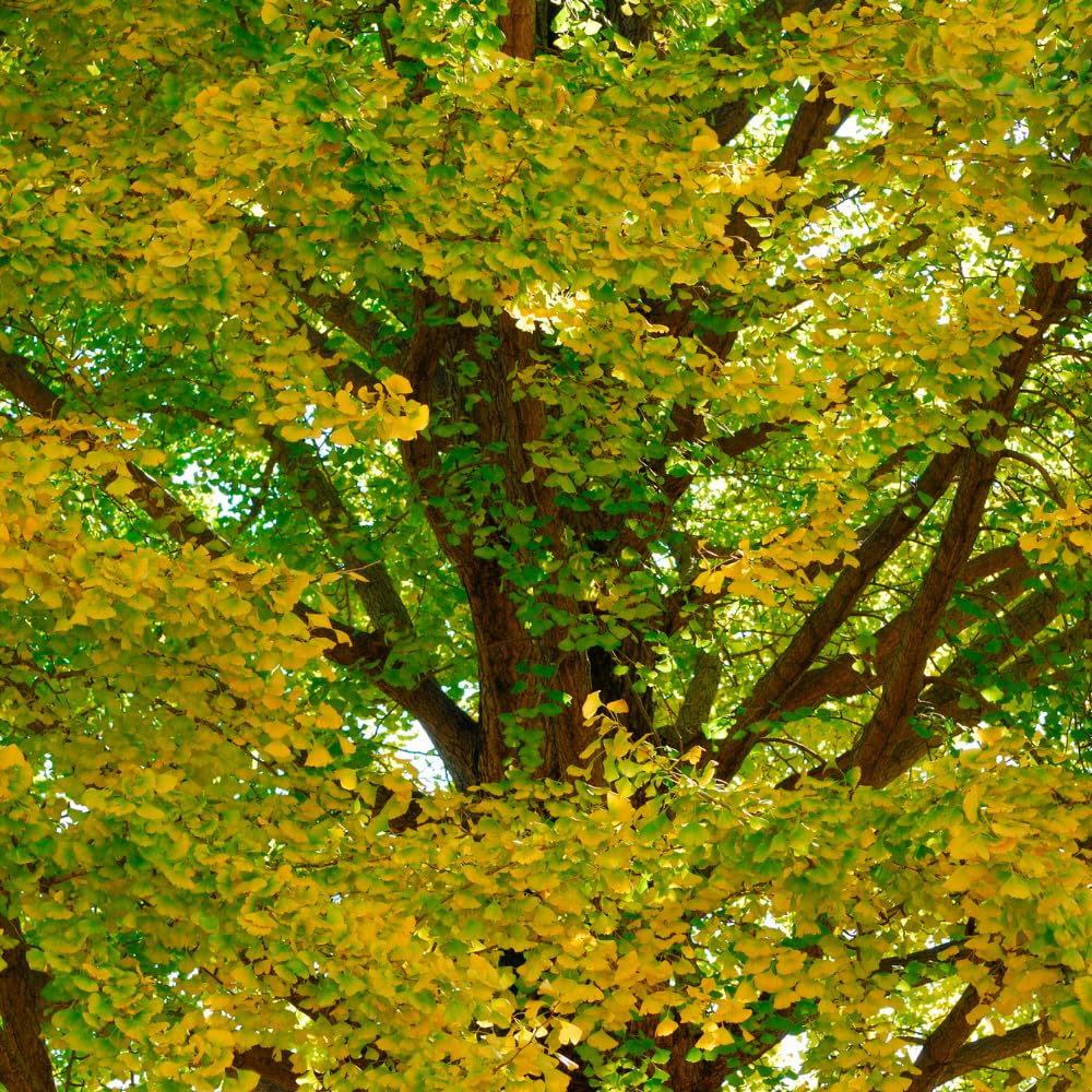Ginkgo Tree Live Plant, Potted Ginkgo Plant Live, 8 to 11 Inc Tall, Shrub Tree Plant