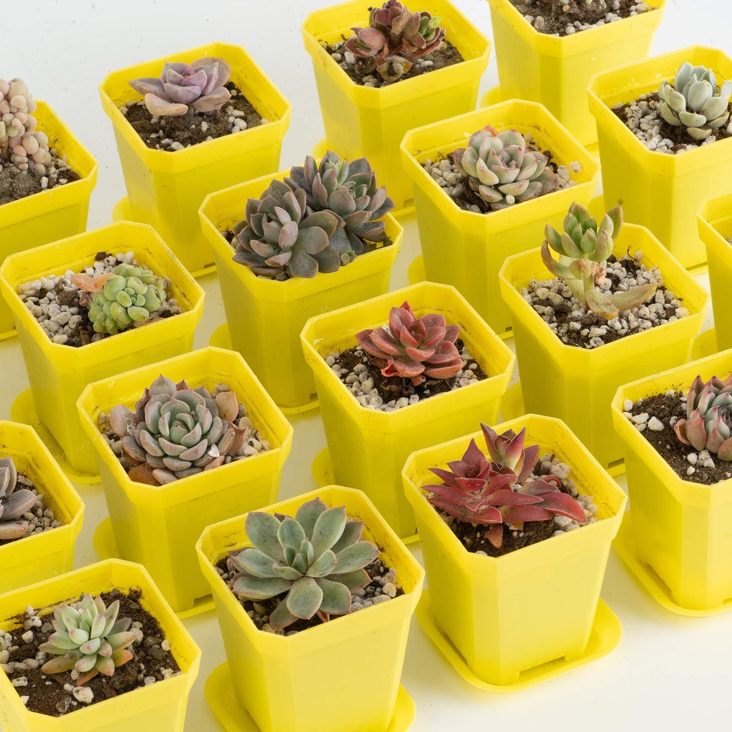 foxany 3" Plants Nursery Pot, 30 Pcs Thick Plastic Square Yellow Planting Pots, Plant Seedling Pots, Seed Starting Pots with Saucers - Yellow