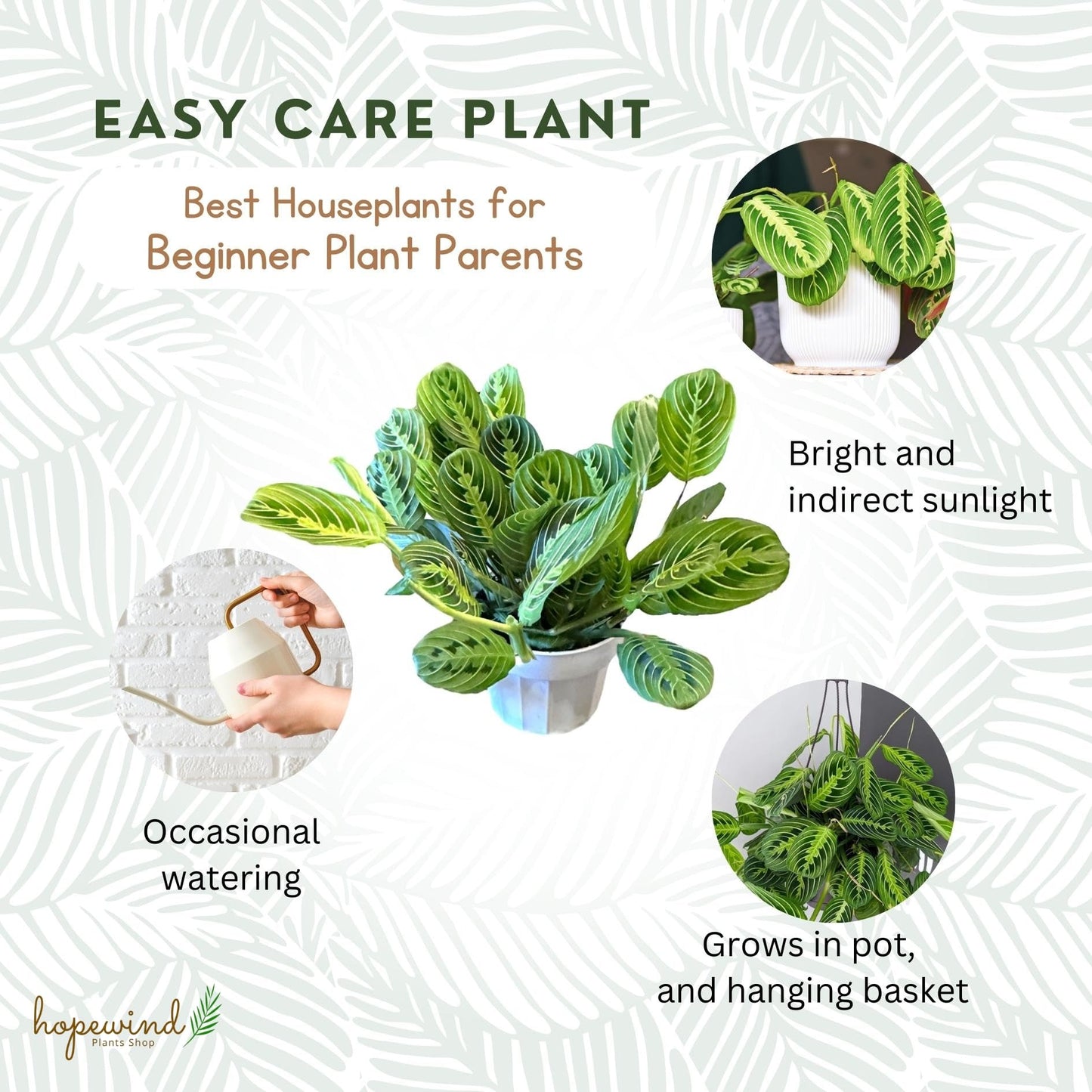 Live Plant, Lemon Lime Maranta Prayer Plant, Pet Friendly, Air Purifying Plant, Easy Care, Easy to Grow Live Indoor Plant, Houseplant, Rare Indoor Plant, Home Décor 4.7" Pot by Hopewind Plants Shop