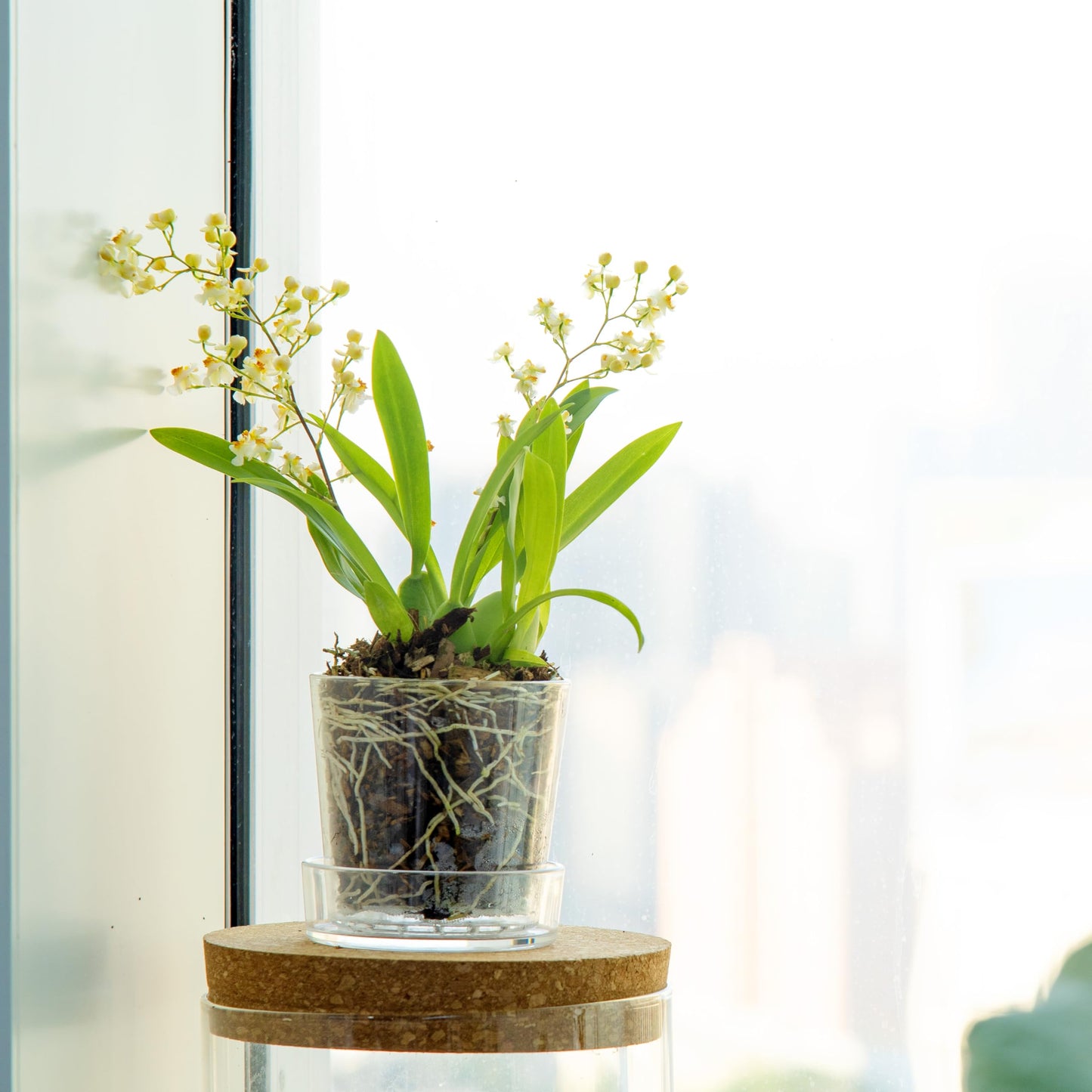 Phoenix Vine 3.5 Inch Clear Acrylic Planter Pot with Tray, Orchid Pot with Drainage Holes, Deep Saucer for Bottom Watering, Transparent Containers for Indoor Plants, Herbs, Set of 1, 91-A-D-1