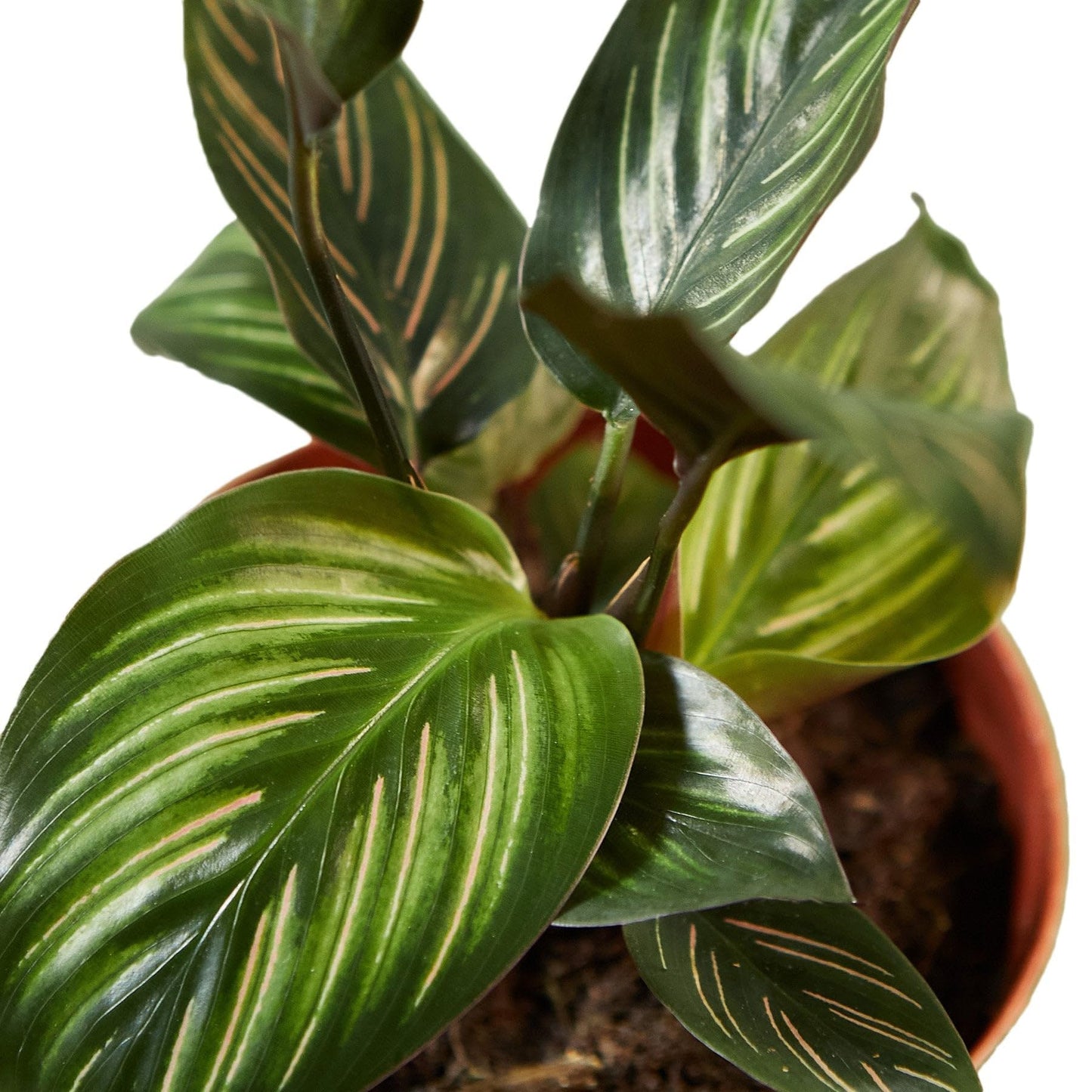 4 Pack Calathea 'Beauty Star' in 4in Pot - Live Plants Tropical Houseplants | Variegated | USA Growers | The Snobby Leaf
