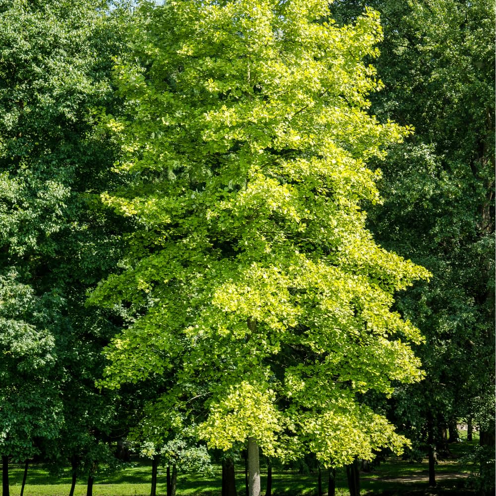 TriStar Plants Ginkgo Biloba Tree - 1 Gallon Container - Live Tree, Fast Growing, Healthy Established Roots, Shade, Fall Colors, Outdoor