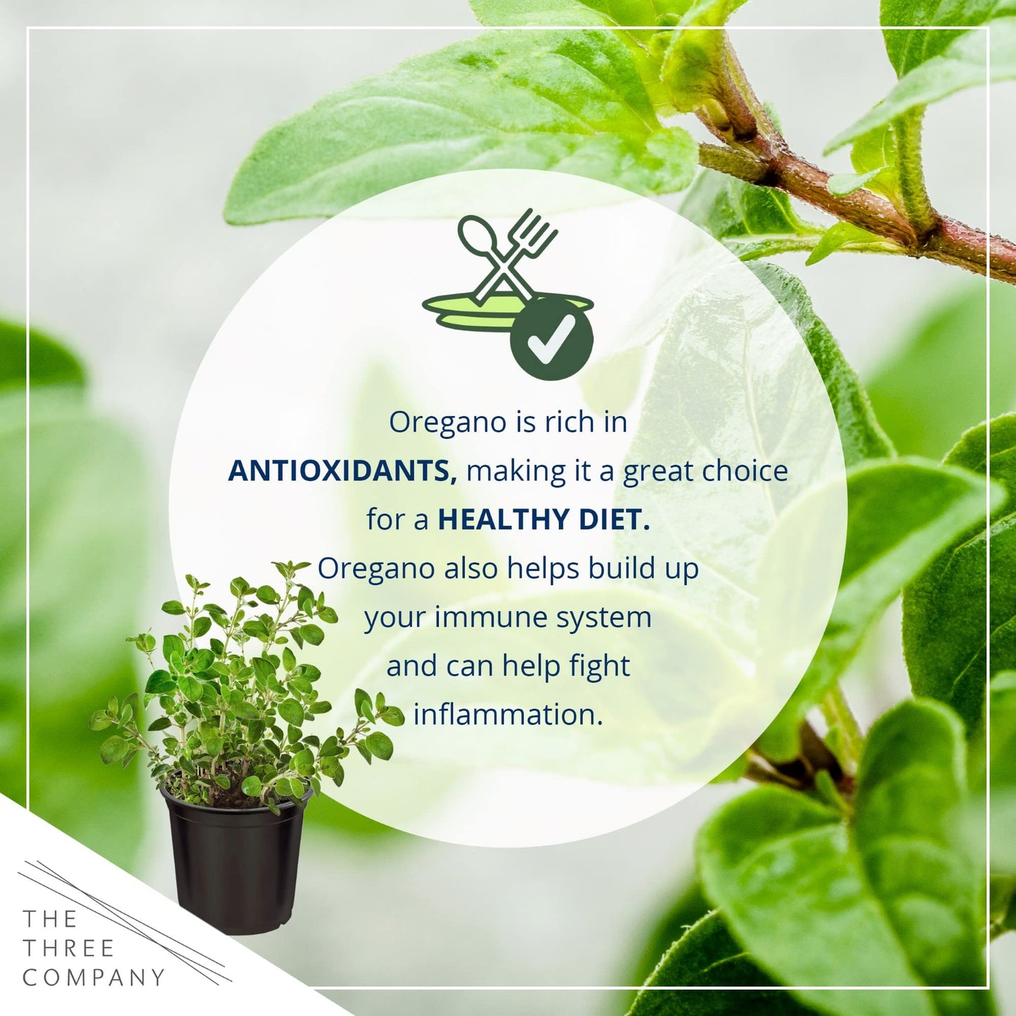 Live Aromatic and Edible Herb - Oregano (4 Per Pack), Loaded with Antioxidants, 8" Tall by 4" Wide in 1 Pint Pot