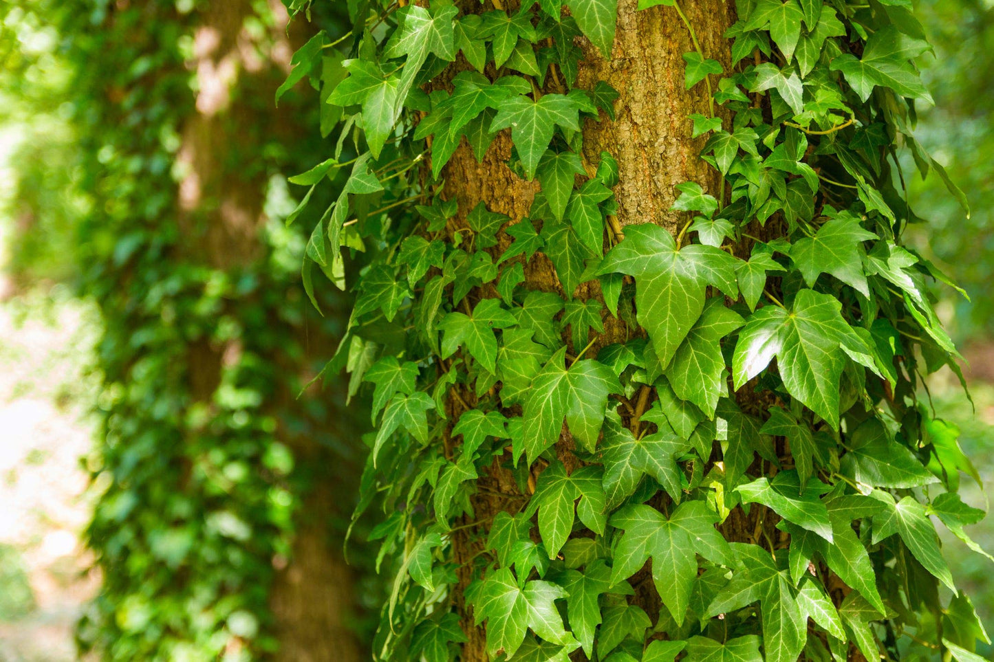 Green English Ivy - 5 Live Plants in 6 Inch Pots - Hedera Helix - Beautiful Easy Care Indoor Air Purifying Houseplant Vine