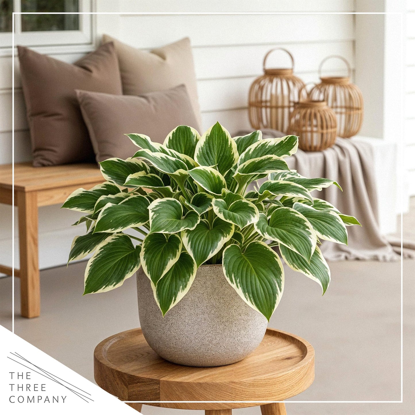 Live Perennial Hosta - So Sweet (3 Plants Per Pack) Beautiful Accent Plant, 10" Tall by 4" Wide in 1 Qt Pot
