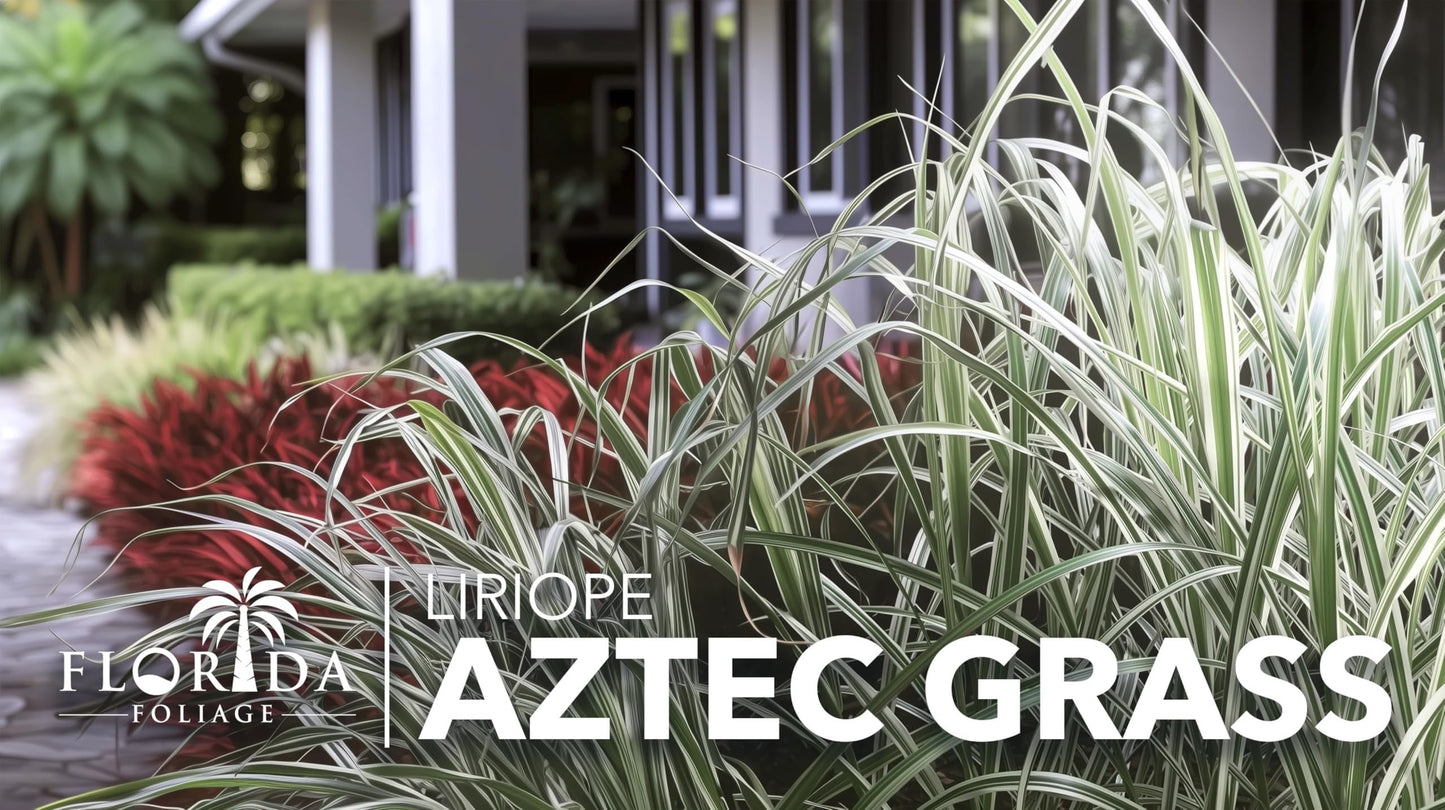 Aztec Grass | 10 Live Bare Root Pips | Liriope Muscari ‘Aztec Grass’ | Variegated Liriope | Ornamental Grass for Borders | Low Maintenance Ground Cover Plants