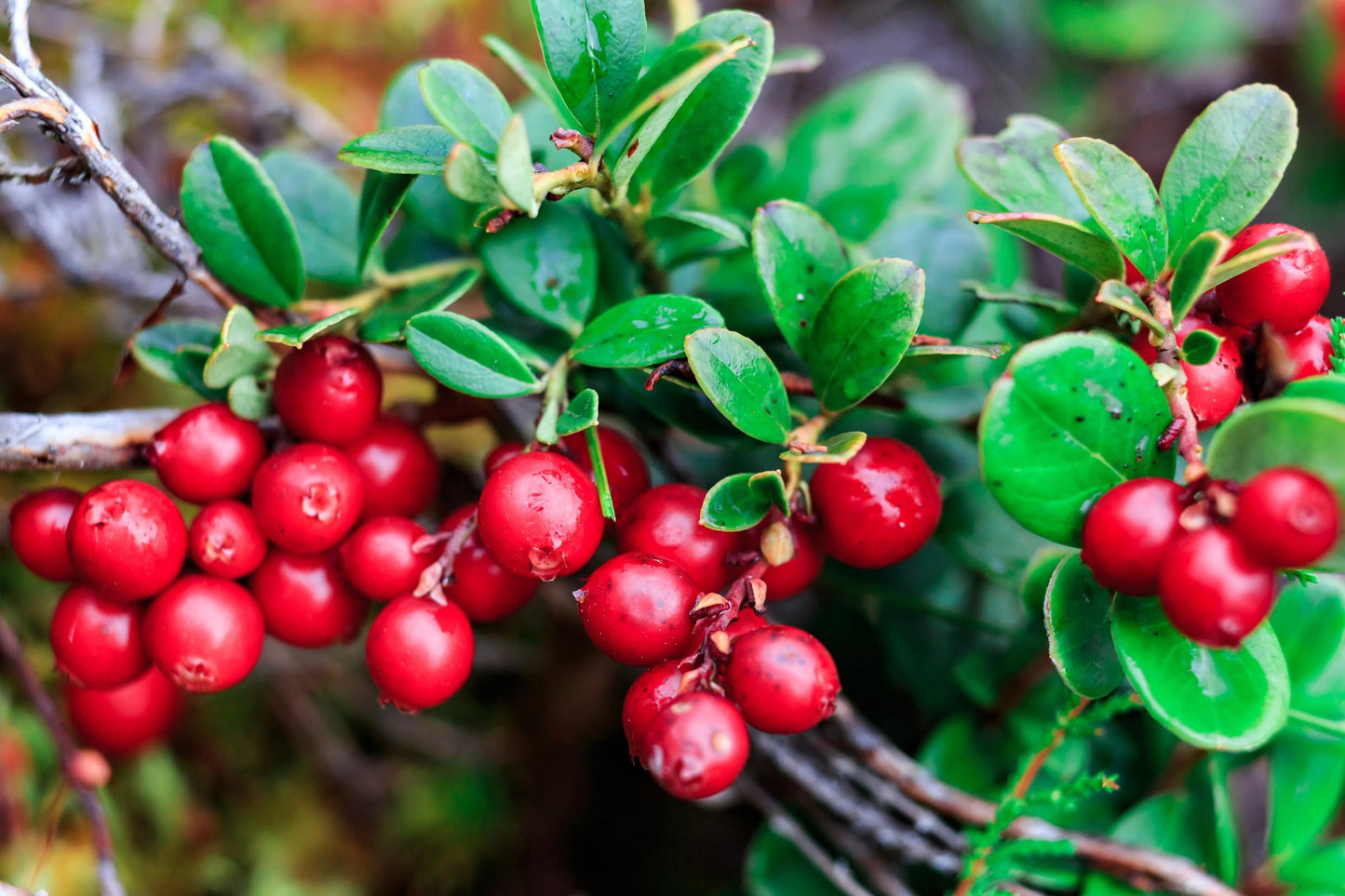 Live Cranberry Plants (Highbush) – Vibrant Red Berry Producing Shrub, Edible Fruit, Hardy Outdoor Garden Plant, Great for Landscaping & Wildlife (3 Plants)