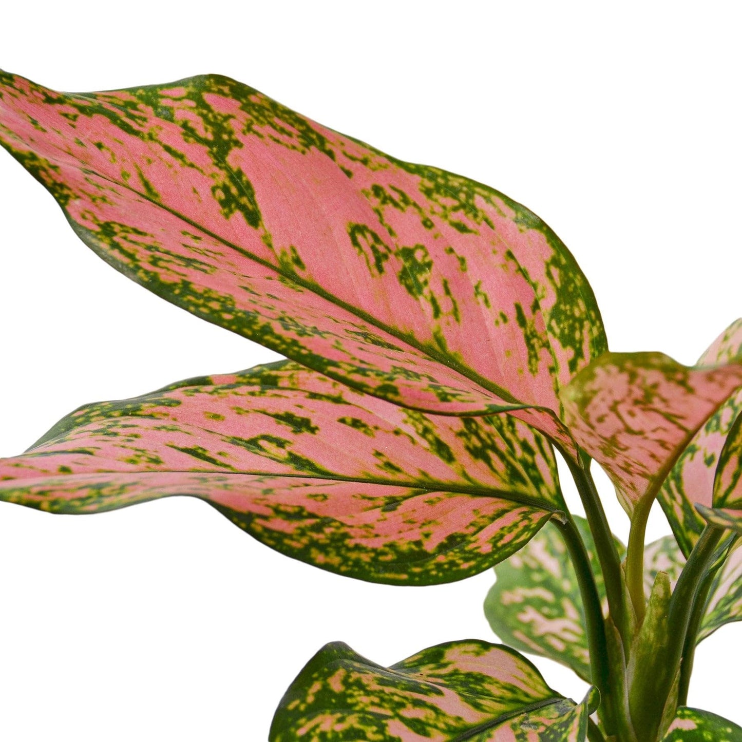 3 Pack Chinese Evergreen 'Lady Valentine' in 2in Pot - Live Plants Tropical Houseplants | Variegated | USA Growers | The Snobby Leaf