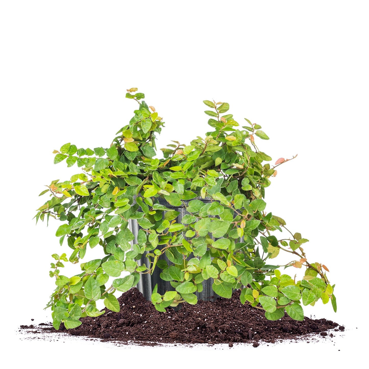 Perfect Plants Creeping Fig 1 Gallon | Live Shrub for Landscaping | Evergreen Vine Grows on Walls, Arbors, or Trellis