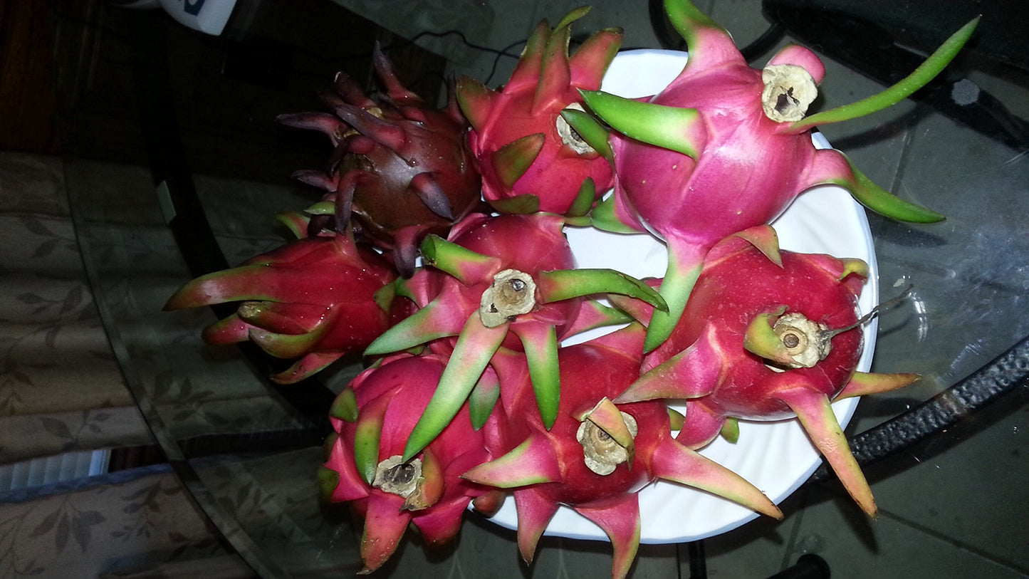 Dragon Fruit (White) - 3 Cuttings