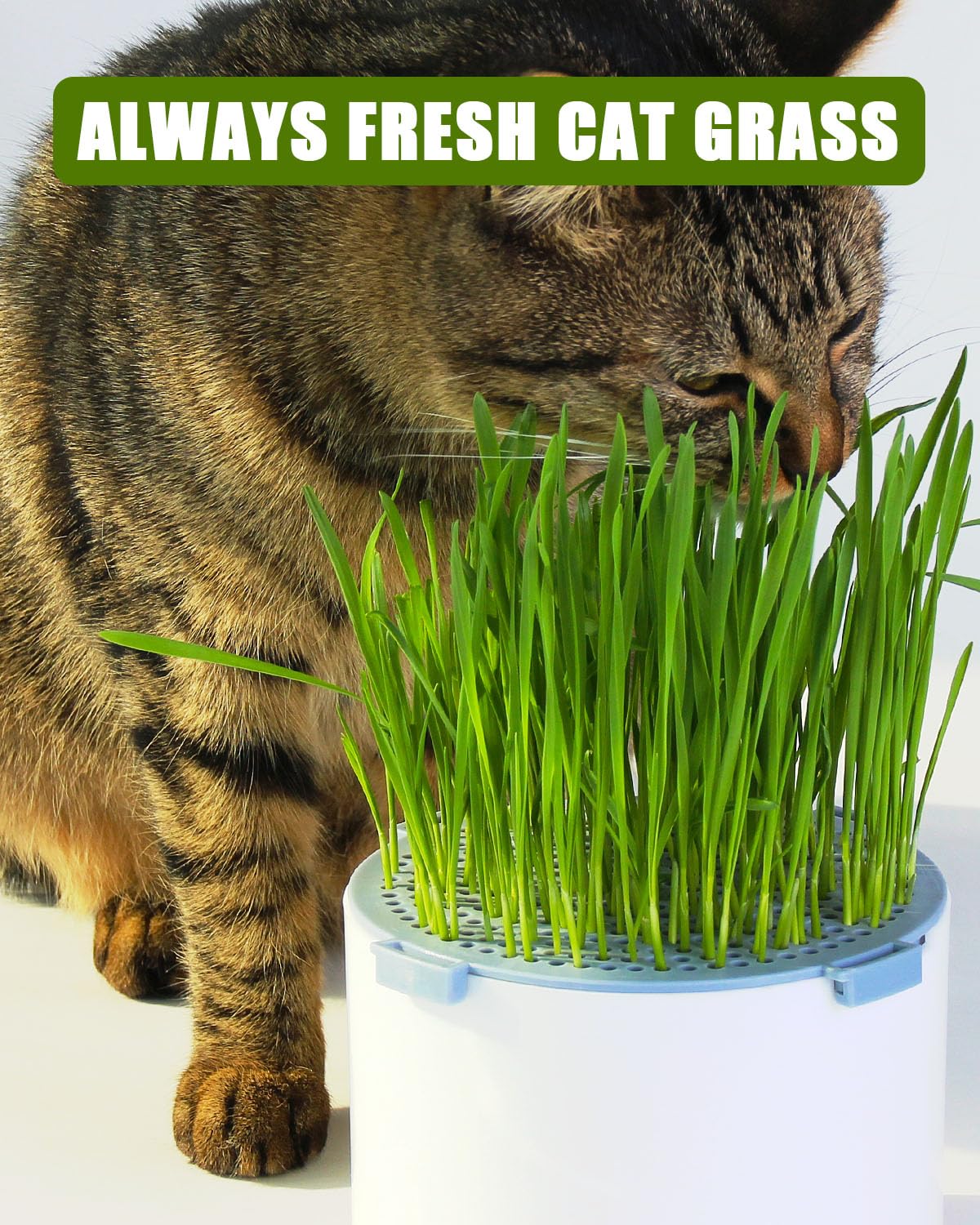 BENPIN 2Pcs Hydroponic Cat Grass Planter (no Seeds Included), Soil Free, Anti Digging, Anti Grass Uprooted, Wheatgrass Growing Kit, Cat Grass for Indoor Cats Pets (2)