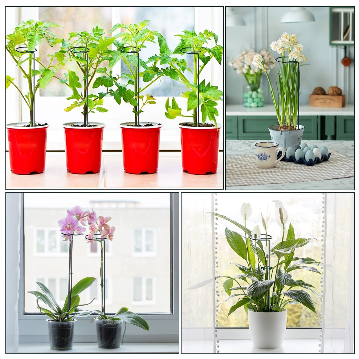 XYCING Green Metal Plants Support Stakes (Pack of 8), Garden Single Stem Plant Support Rod and Ring with 10 PCS Plant Clips, Plant Support and Clips Set - for Amaryllis, Rose, Tomato Seedling, Sapling