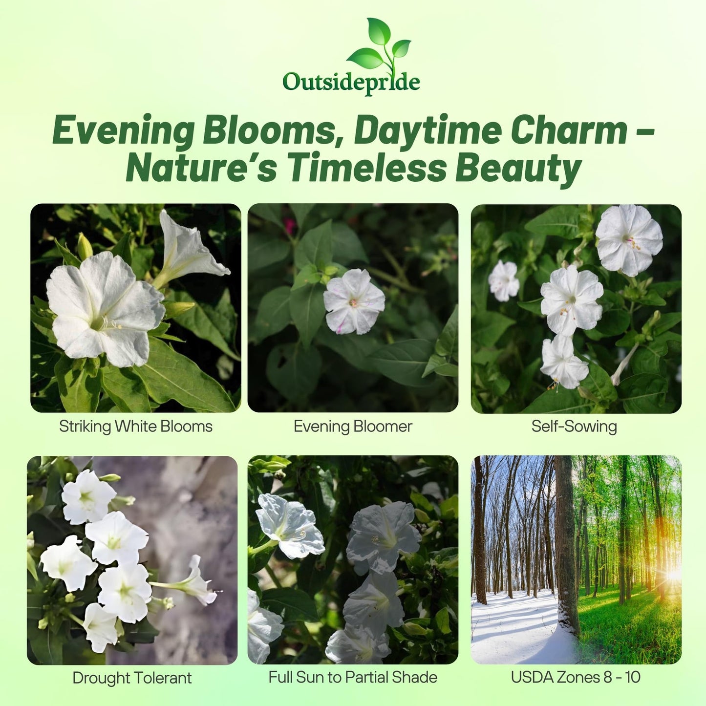 Outsidepride White Four O'clock Flower Seeds - 1/4 lb Perennial Fragrant, Trumpet-Shaped Blooms, Deer-Proof & Easy to Grow, for Pollinator & Evening Gardens, Containers, Hedges, or Borders
