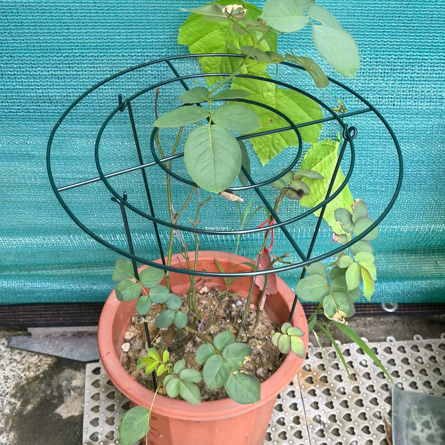 TCBWFY 4 Sets Peony Support Cage,10" Dia.x16 High Grow Through Hoops Grids with 4pcs Thickened 3.5mm Legs,Heavy Duty Metal Plant Support Brace,Flower Strong Support Ring for Heavy Blossoms