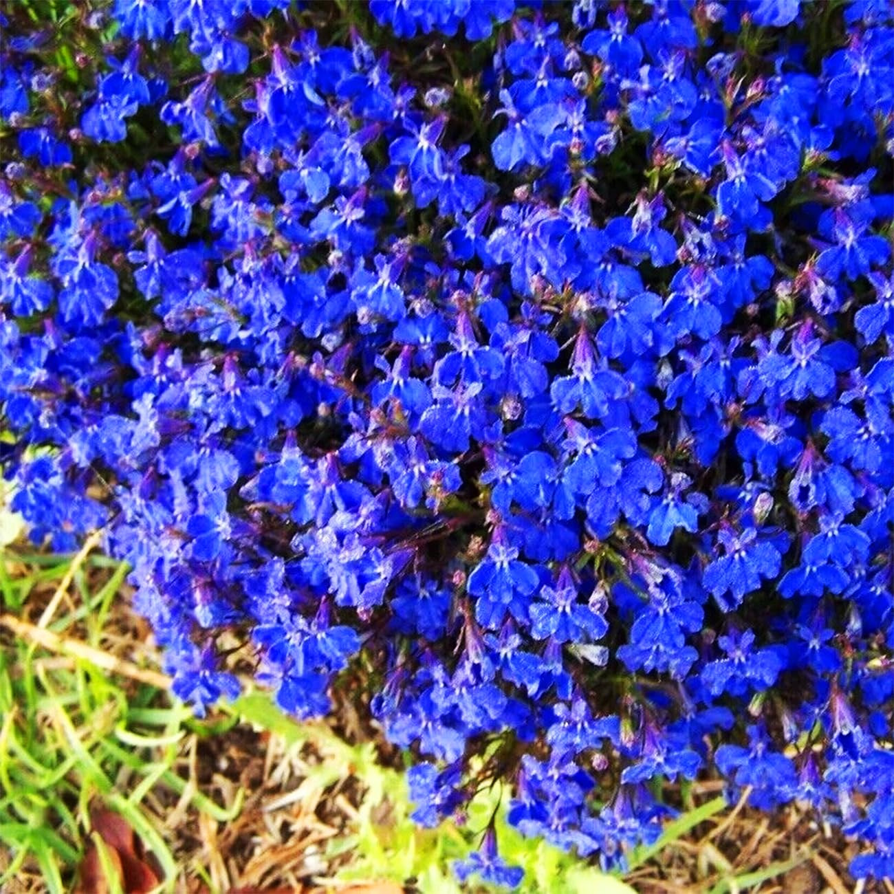 20000+ Magic Blue Creeping Thyme Seeds for Planting Ground Cover Plants Heirloom Flowers Perennial Thyme Non-GMO Thymus Serpyllum Seed (Pack of 2)