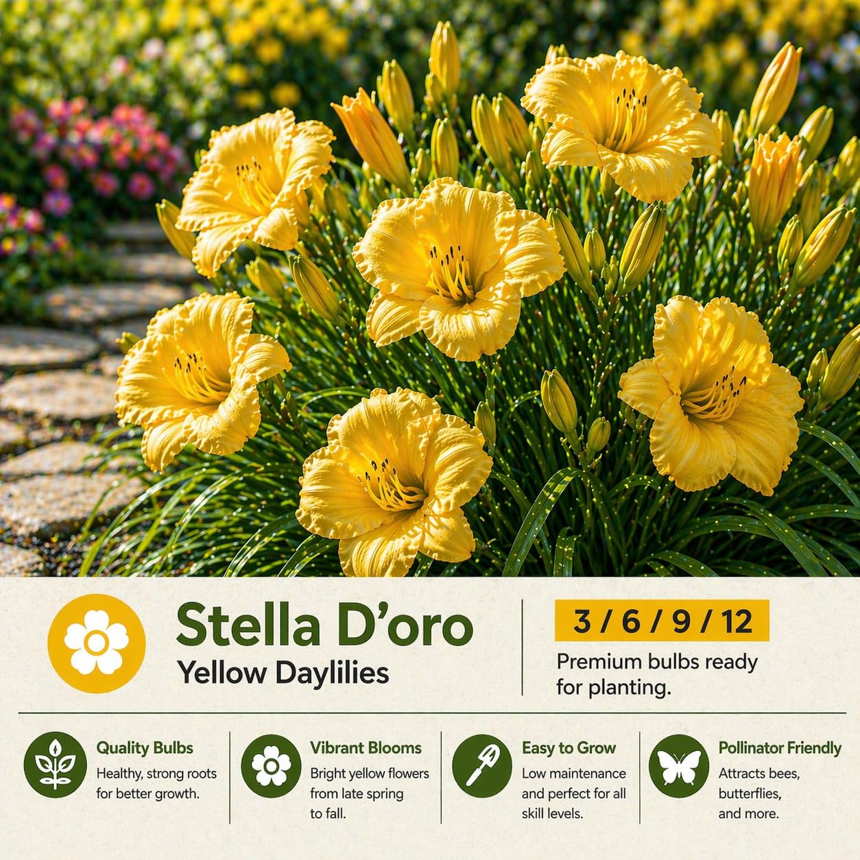 American Stella D’Oro Daylily Bare Roots – Perennial Hemerocallis for Spring Planting – Easy-to-Grow Outdoor Garden Flowers – Attracts Butterflies & Bees (3, Three Bare Roots)