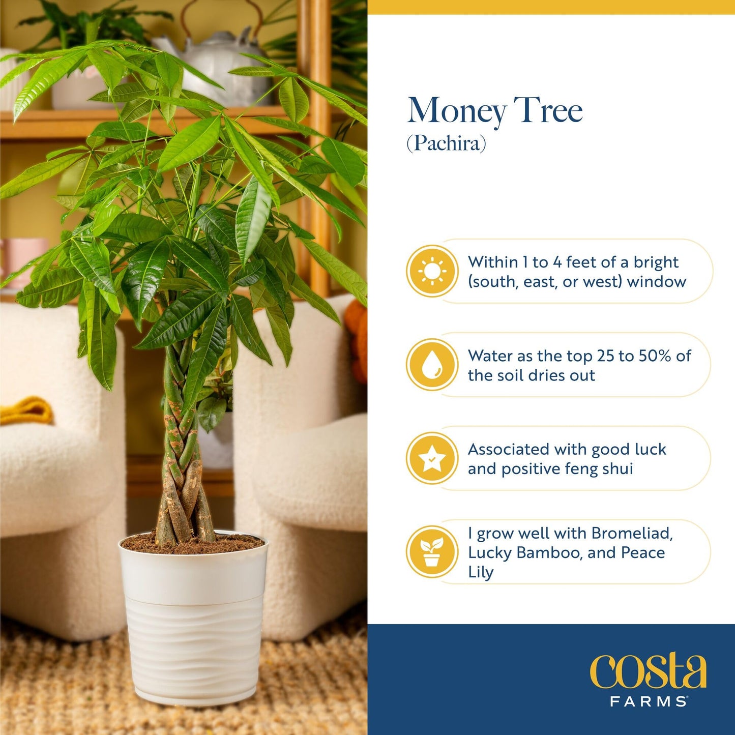 Costa Farms Money Tree Live Indoor Plant, 10 Inches Tall, Pachira Aquatica Bonsai-Style Real Plant, Pet-Friendly Real Houseplant in Decorative Pot, Desk or Office Decor Gift