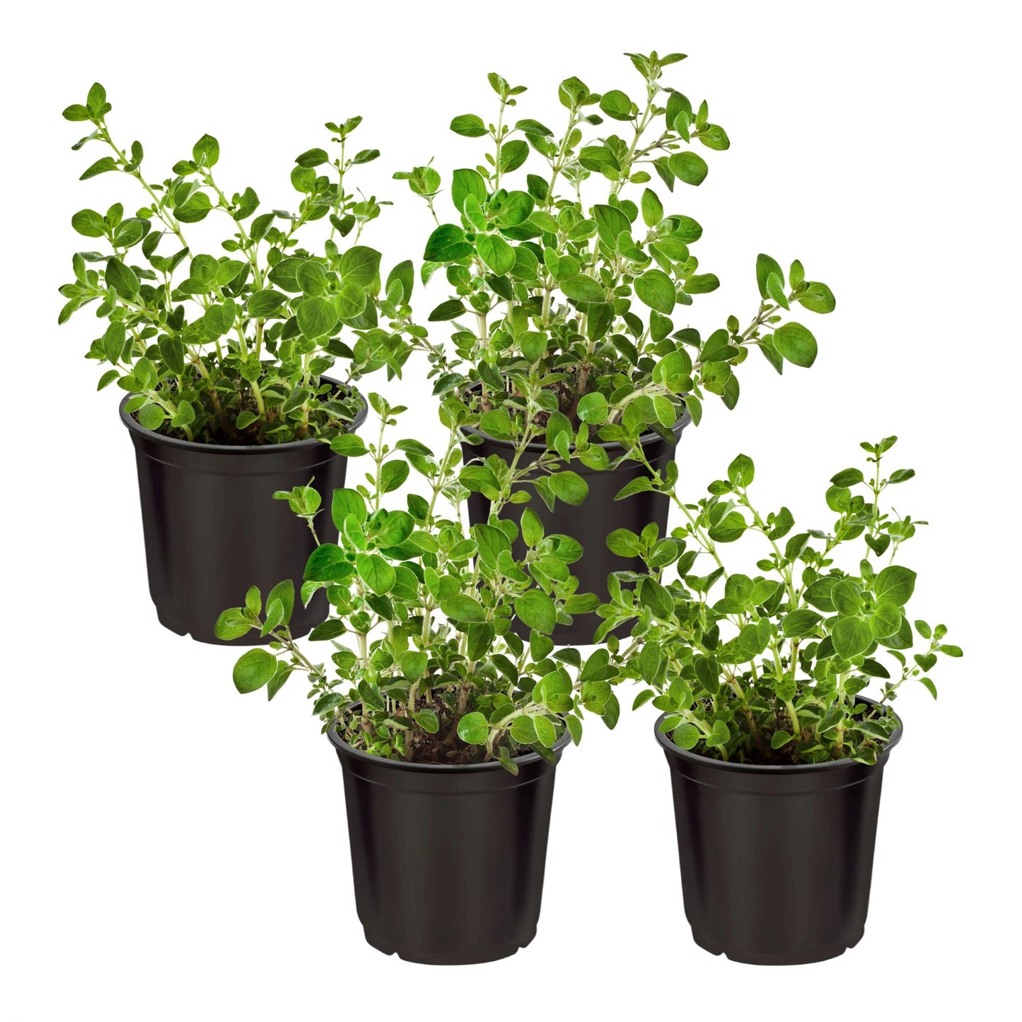 Live Aromatic and Edible Herb - Oregano (4 Per Pack), Loaded with Antioxidants, 8" Tall by 4" Wide in 1 Pint Pot
