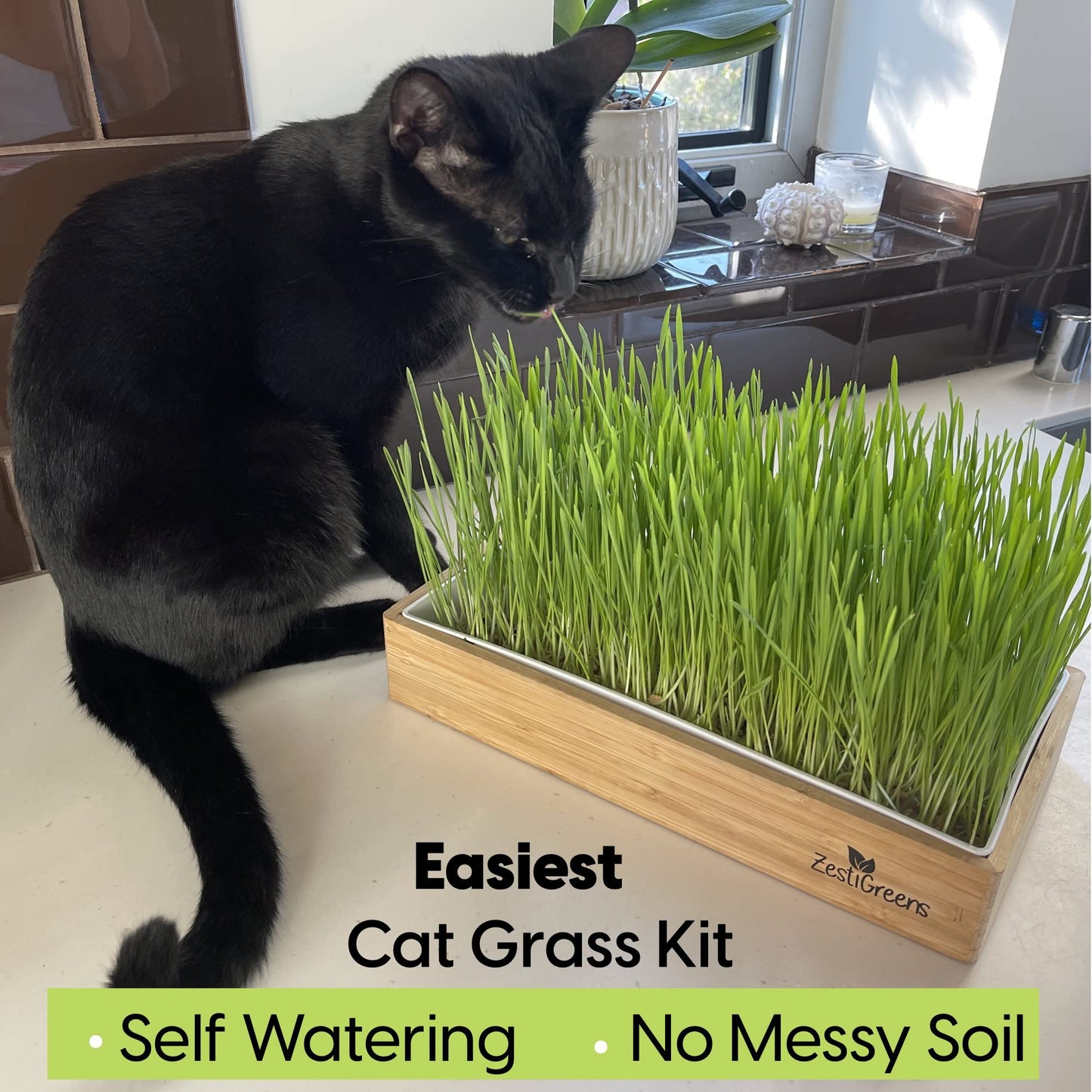 Self-Watering Cat Grass Kit – Grow Fresh, Living Cat Grass at Home in 5–7 Days | No Soil, No Mess | Organic Wheatgrass Seeds | Large Reusable Indoor Tray