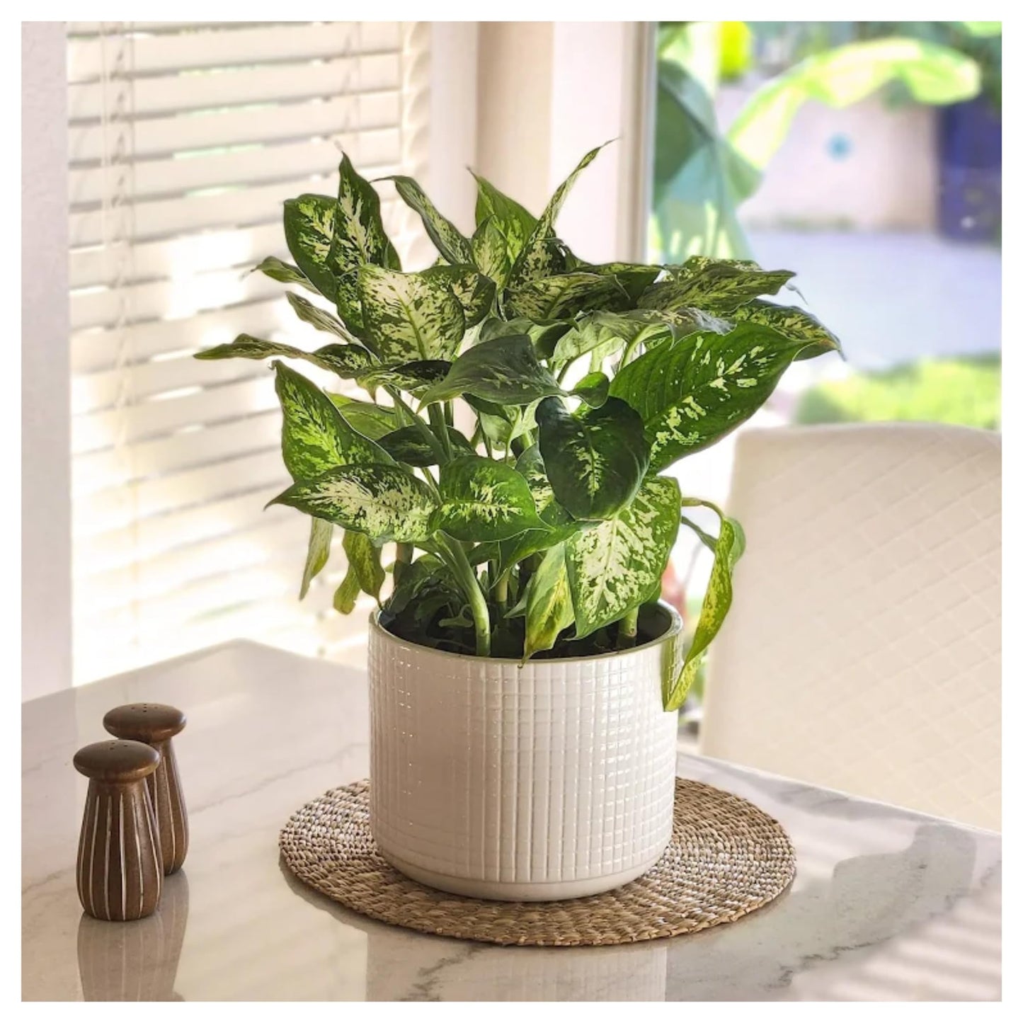Dieffenbachia 'Dumb Cane' Live Indoor Houseplant, Variegated Green and White Tropical Foliage (Small Ceramic)