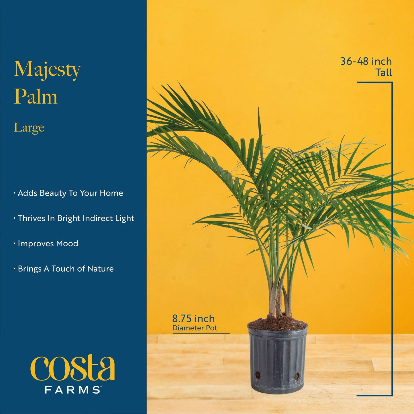 Costa Farms Majesty Palm Live Plant in Decorative Pot, Indoor Houseplant, Perfect for Home, Room, or Office Decor, Great House Warming or Birthday Gift, 3-4 Feet Tall