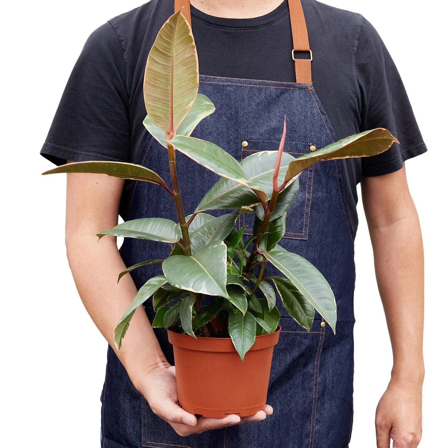 2 Pack Ficus Elastica 'Tineke' in 6in Pot - Live Plants Tropical Houseplants | Variegated | USA Growers | The Snobby Leaf