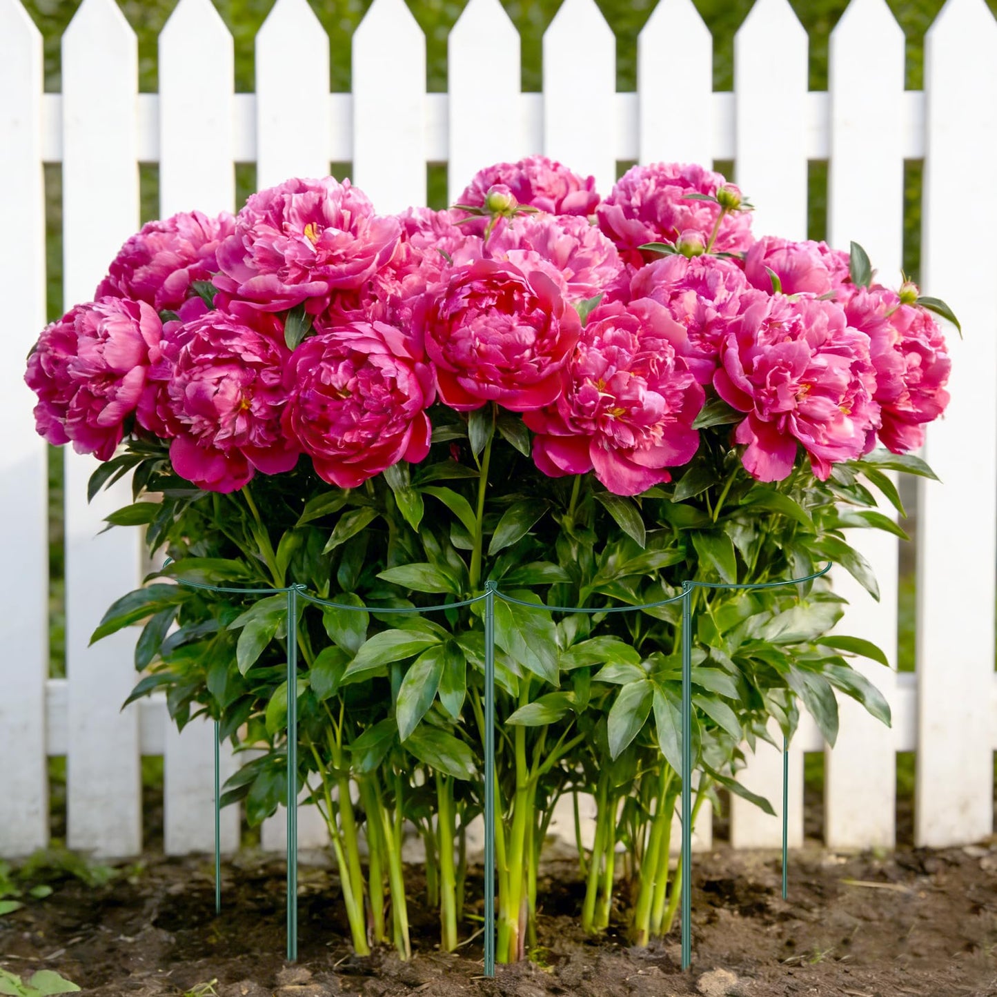 6 Pack 24 Inch Tall Peony Cages and Supports, 10" W x 24" H Heavy Duty Plant Peony Support Cages, Half Round Peonies Ring Metal Plant Stakes for Outdoor Plants, Garden Vegetables & Flowers