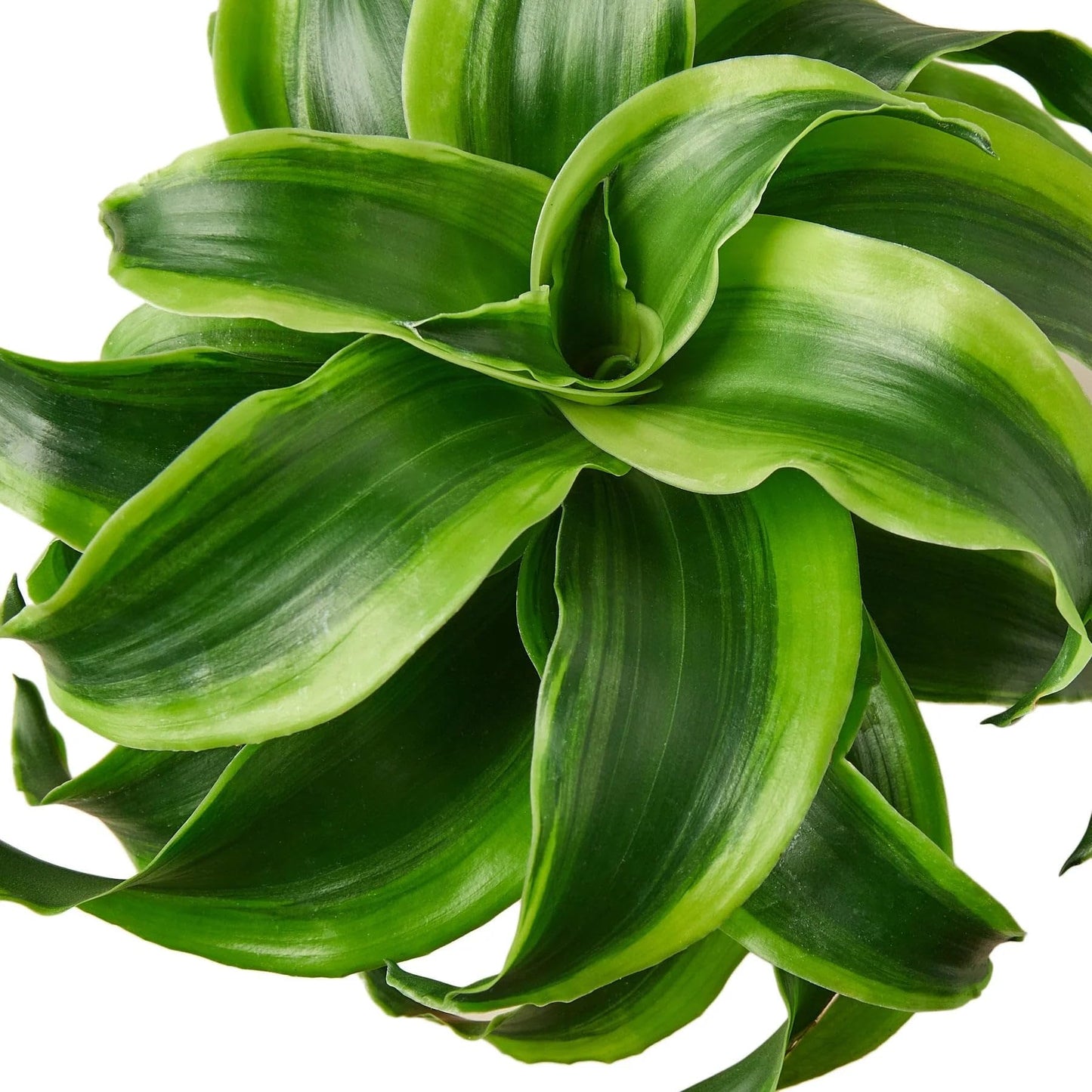 2 Pack Dracaena 'Tornado' in 6in Pot - Live Plants Tropical Houseplants | Variegated | USA Growers | The Snobby Leaf