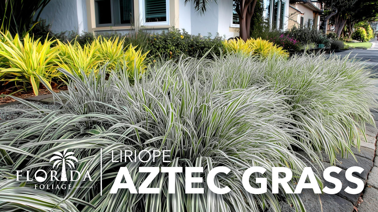 Aztec Grass | 40 Live Bare Root Pips | Liriope Muscari ‘Aztec Grass’ | Variegated Liriope | Ornamental Grass for Borders | Low Maintenance Ground Cover Plants